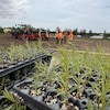 Une table de pouces de saules avec en arrière un tracteur et les travailleurs qui participent à la plantation. 