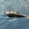 Un poisson mort flottant à la surface d'une eau stagnante.