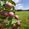 Un homme dans un verger, gros plan sur des pommes.