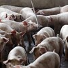 Des cochons dans une porcherie.