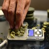 Un vendeur pèse des cocottes séchées de cannabis sur un petit appareil électronique