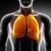 Illustration médicale montrant des poumons humains.