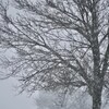Plusieurs branches d'un arbre enneigées avec de la neige qui tombe.                         