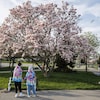 Deux passants devant un magnolia en fleur dans un parc de Toronto.