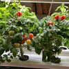 Des plants produits par les élèves.