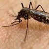 Un moustique posé sur la peau d'une personne.