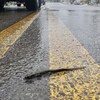 Une salamandre à longs doigts traverse une chaussée mouillée.