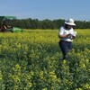 La chercheuse Sally Vail est debout dans un champ de canola aux fleurs jaunes, en tenant une feuille dans sa main, alors qu'un tracteur vert roule dans le champ derrière elle.
