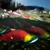 Des saumons dans une rivière.
