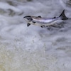 Un saumon de l'Atlantique saute hors de l'eau.