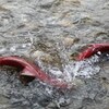 Des saumons sockeye dans une rivière.