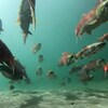 An underwater photo shows salmon swimming near a sandy bottom.