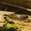 Un insecte sur une bûche de bois mort.