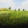 Image d'un gazon bien vert vue au ras du sol.