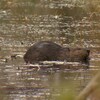 Un castor dans l'eau