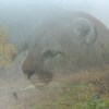 Image d'une tête de cougar en fondu avec une image de forêt.