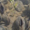 Un groupe de mulettes perlières dans le fond d'une rivière.