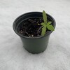 Un plant de tomates cerises déposé sur la neige.