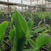 Gros plan sur des plantes qui poussent dans une serre.