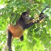 Un singe araignée aux mains noires (Ateles geoffroyi) dans un arbre.