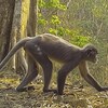 Un singe langur Popa se déplace sur le sol d'une forêt. 