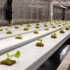 Des pousses de laitue dans le conteneur hydroponique de Kuujjuaq.