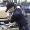 Une agente de la SPCA place un lapin dans une cage pour le transporter.