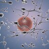 Une illustration de spermatozoïde.