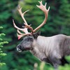 A woodland caribou.