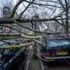 Des arbres tombés sur des voitures dans une rue d'Amsterdam, aux Pays-Bas.