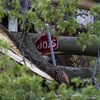 Un panneau « stop » écrasé sous des branches d'arbres qui ont été arrachées.
