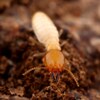 Gros plan sur un termite souterrain asiatique (Coptotermes gestroi).