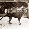 Le dernier spécimen connu du tigre de Tasmanie dans un enclos.