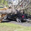 Un véhicule écrasé sous le poids d'un arbre déraciné.