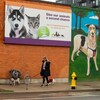 Une personne promène deux chiens en face de l'édifice de la Humane Society de Toronto.