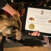 Une tortue avec un certificat de centenaire.