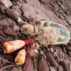 Une tortue en décomposition avancée. Des cordes et des bouées pêche sont accrochées à la carcasse.