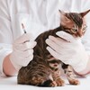 Un vétérinaire portant des gants chirurgicaux ausculte un chat.