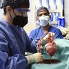 Une équipe médicale, dont un membre tient le cœur de porc. 