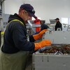 Un homme ferme un bac de homards dans une usine de tri.