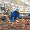 Deux personnes dans l'usine trient des crabes morts.