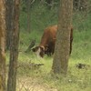 Une vache brune broute sur un terrain boisé.