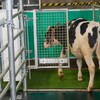 Une vache entre dans un enclos.
