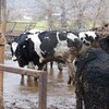 Plusieurs vaches se tiennent debout dans de la boue.