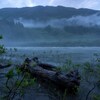 Un tronc d'arbre est couché au sol au bord d'une rivière, avec en arrière-plan une montagne de conifères et du brouillard.