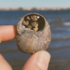 Une main tenant un escargot. 
