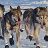 Des chiens de traîneaux lors du Yukon Quest 2016
