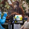 Une femme s'apprête à vacciner un homme au zoo de Toronto.