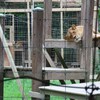Des lions sont allongés sur une structure de bois dans un parc clôturé.