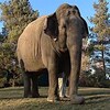Lucy l'éléphante au zoo d'Edmonton.